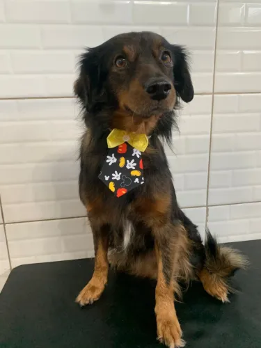 Doação de cachorro