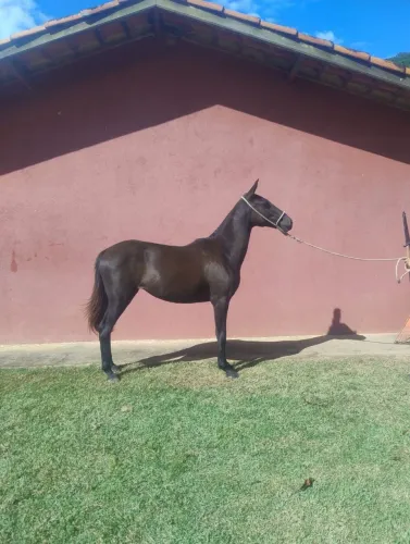 Potra Mangalarga Marchador