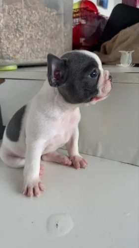 Oportunidade única Buldogue 