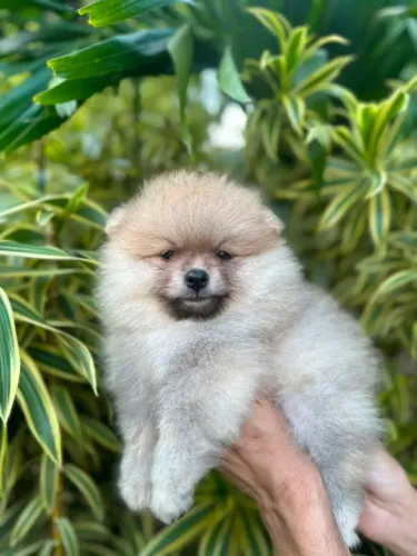 Um brilhante  spitz