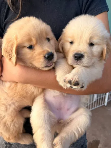 Golden Retriever 