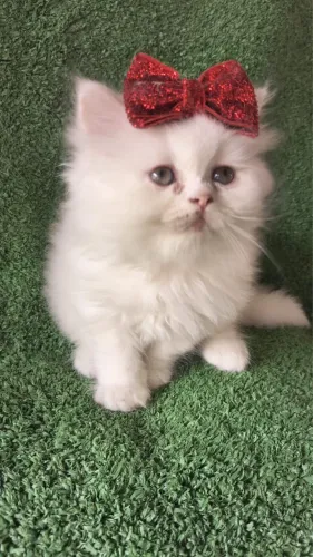 Gato Persa Pelo Longo - Muito Fofo