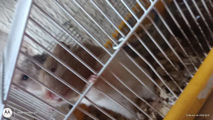 Hamster-Sirio