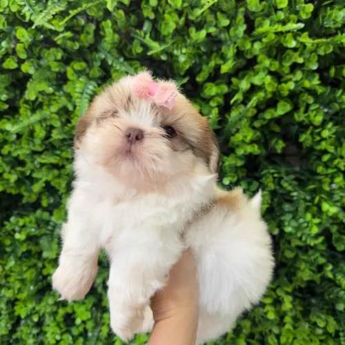 Shih tzu menininha lindíssima de focinho marrom