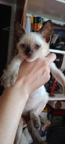 Gatos siamês 