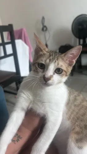 Gato doação
