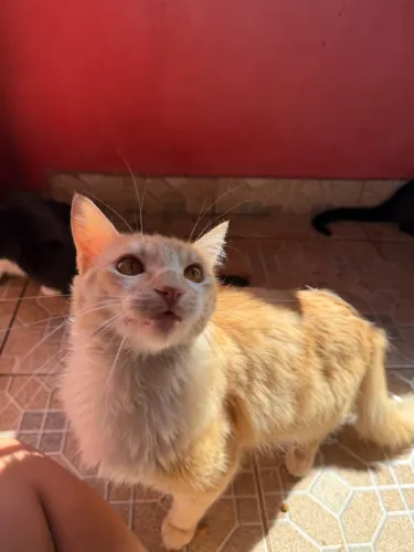 Gato Angorá
