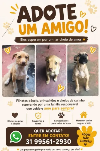 Cachorros para adoção