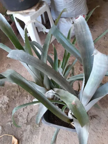 Plantas já pegadas