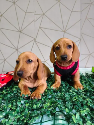 Lindos machinhos de basset