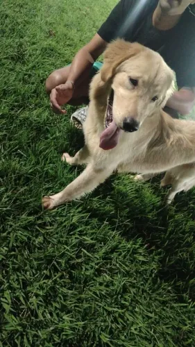 Cachorro Golden
