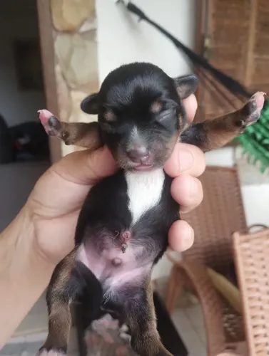 Pinscher número 1,macho.