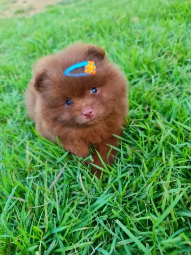 Lulu Da Pomerania Anão, Spitz Alemão Anão