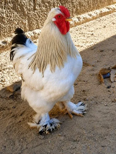 Galo Brahma light e Galo Brahma Darl.