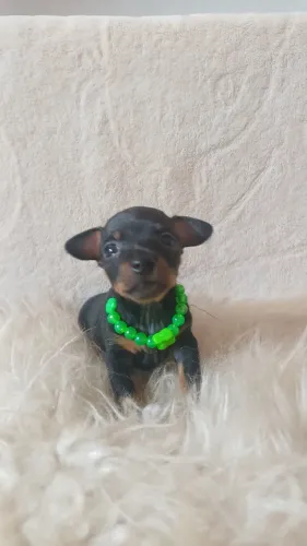 Filhote de pinscher macho 