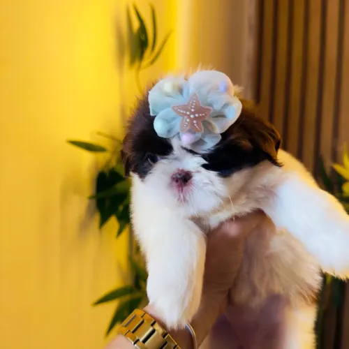 Filhote de shih tzu fêmea bicolor branco e chocolate
