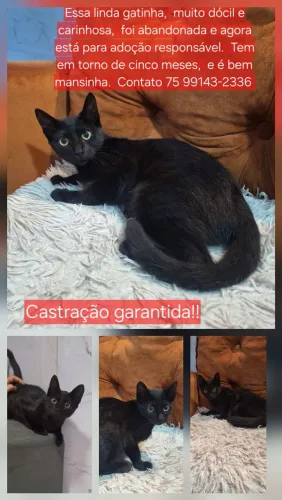 Duas lindas gatinhas para adoção responsável! Castração garantida...