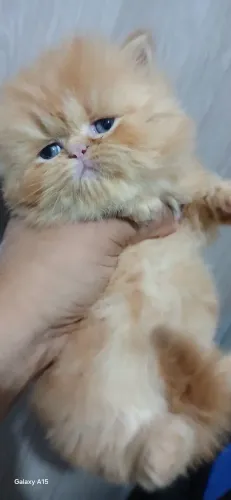 Filhote red gato persa