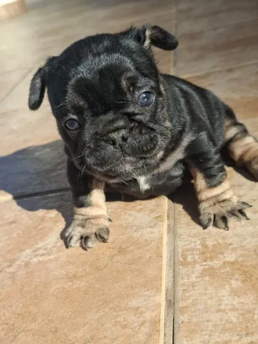 Buldogue Francês Big Hope Exóticos 