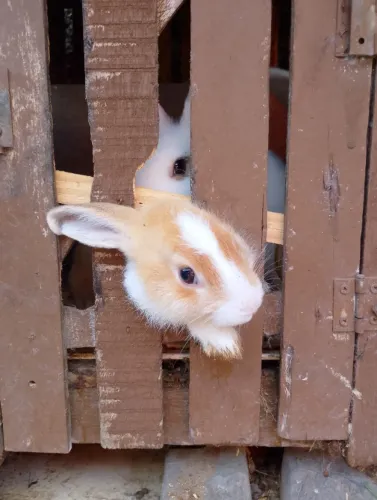 Coelhos Filhotes e Adultos