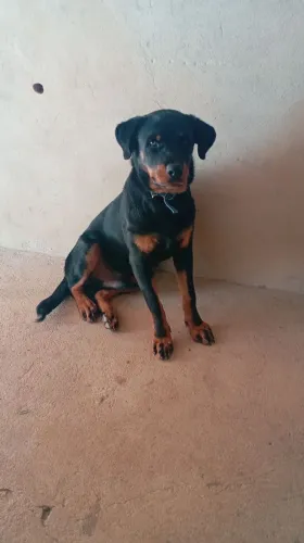 Rottweiler 7 meses