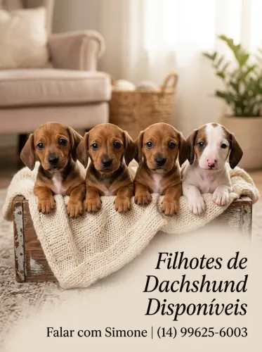 A venda filhotes de Dachshund