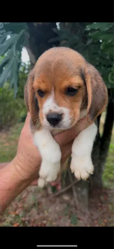 Beagles disponível 