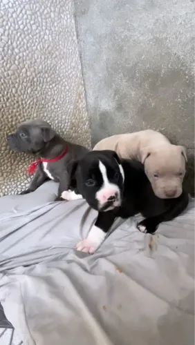 FILHOTE DE PIT BULL TERRIER 
