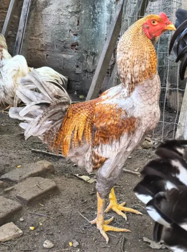 Lindo Galo Frango Jovem (6 meses).