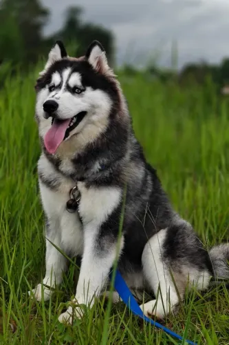 Husky Siberiano até 21x no cartão peça já o seu
