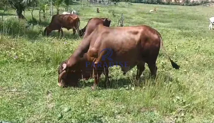 Fazenda, Centro, Araçás - R$ 2.5 mi, Cod: 68992