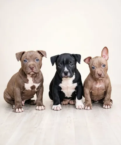 FILHOTES PITMONSTERS DISPONIVEIS 