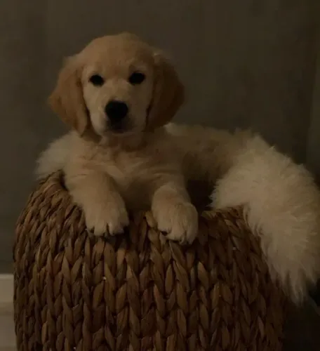 Filhotes de Golden Retriever | Lealdade em forma de pet.