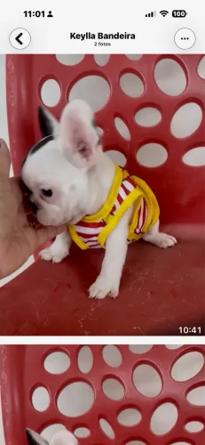 Filhote buldogue francês macho 