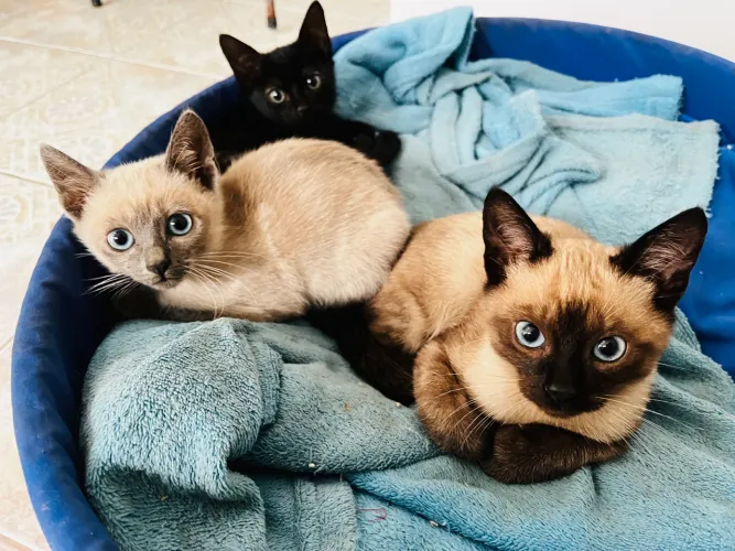 Gatinhos para doação 