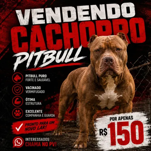 Cachorro Pitbull filhote 