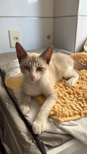 Gato