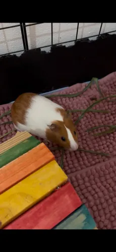 Porquinho da índia