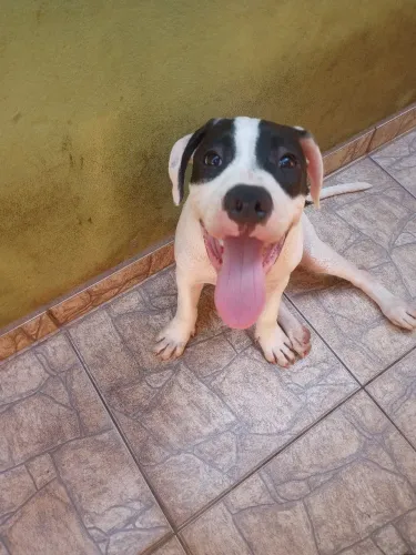 Filhotes american staffordshire terrier