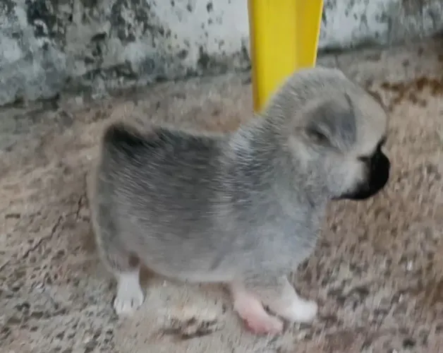 Pug
