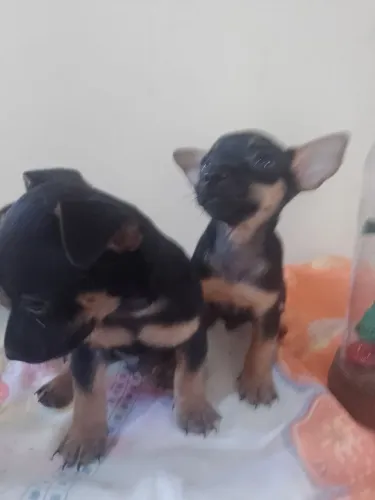 cachorros pinscher