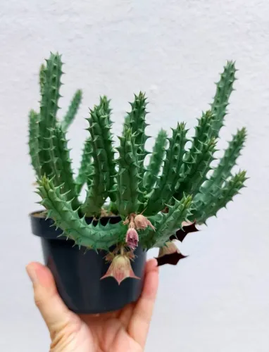Suculenta Huernia Keniensis - Flor de Dragão - Cada Vaso