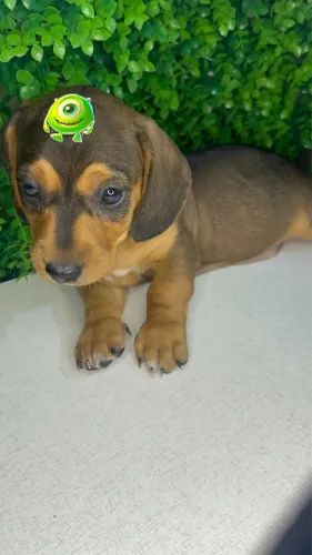 Linguicinha fofo