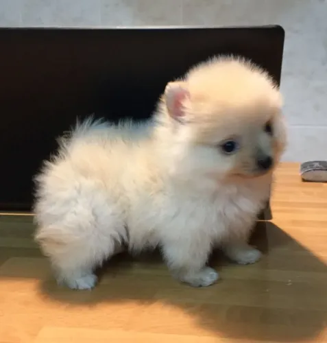 Lulu da Pomerânia fofo