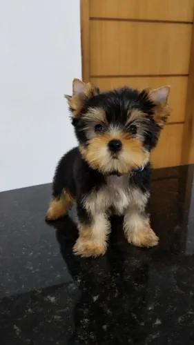 Fêmea yorkshire terrier pequenina