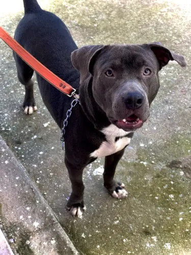 Cachorro Pitbull 