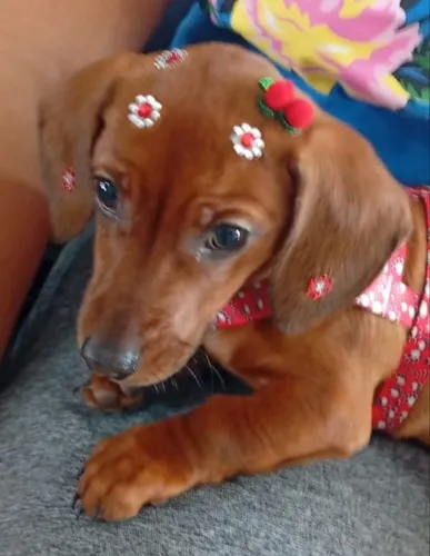 Cachorro