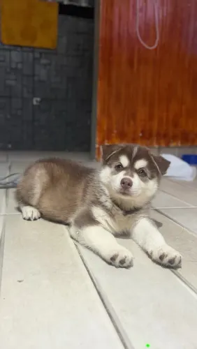 Husky Siberiano puro