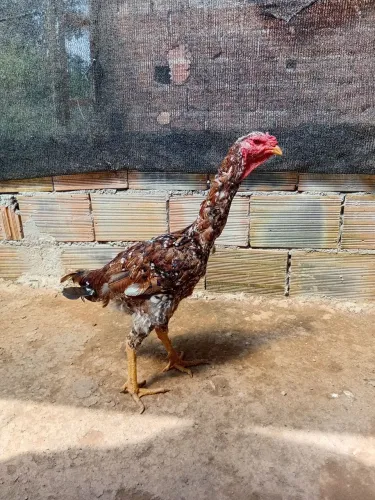 Índio gigante