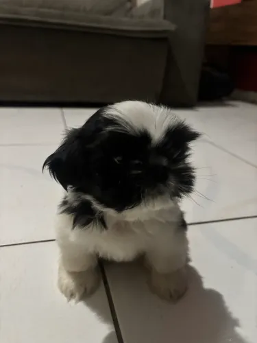Shitzu